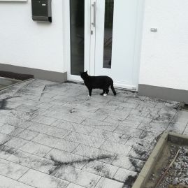 Katze vor Haustür