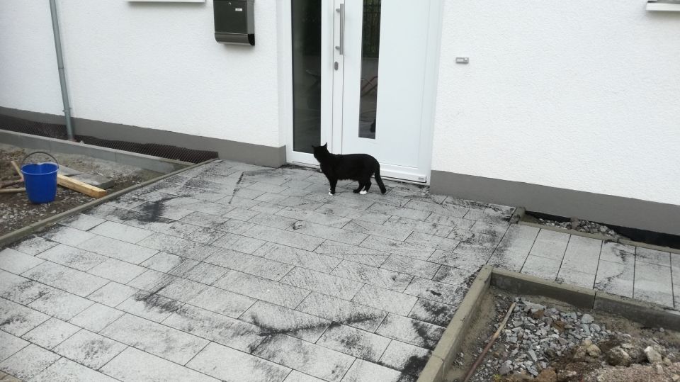 Katze vor Haustür